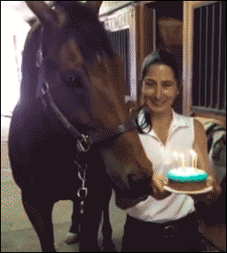 feliz cumpleaños caballo. gif divertido