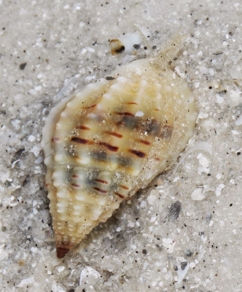 Shoreline Ramblings: Shelling on the Florida Gulf Coast in January