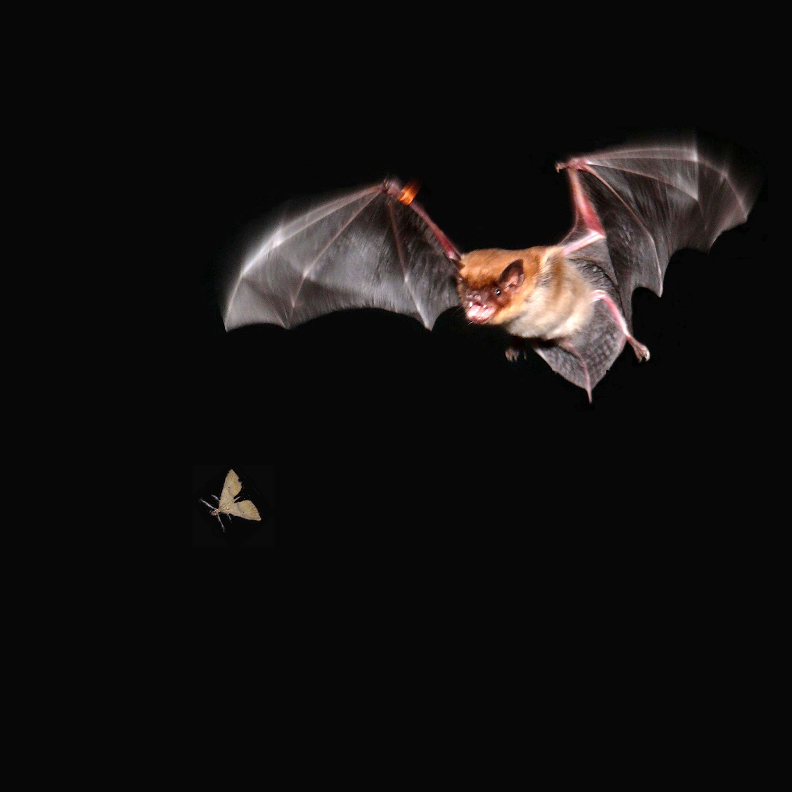 Environmental Science Portfolio Are Bats Attracted To Your Hair?
