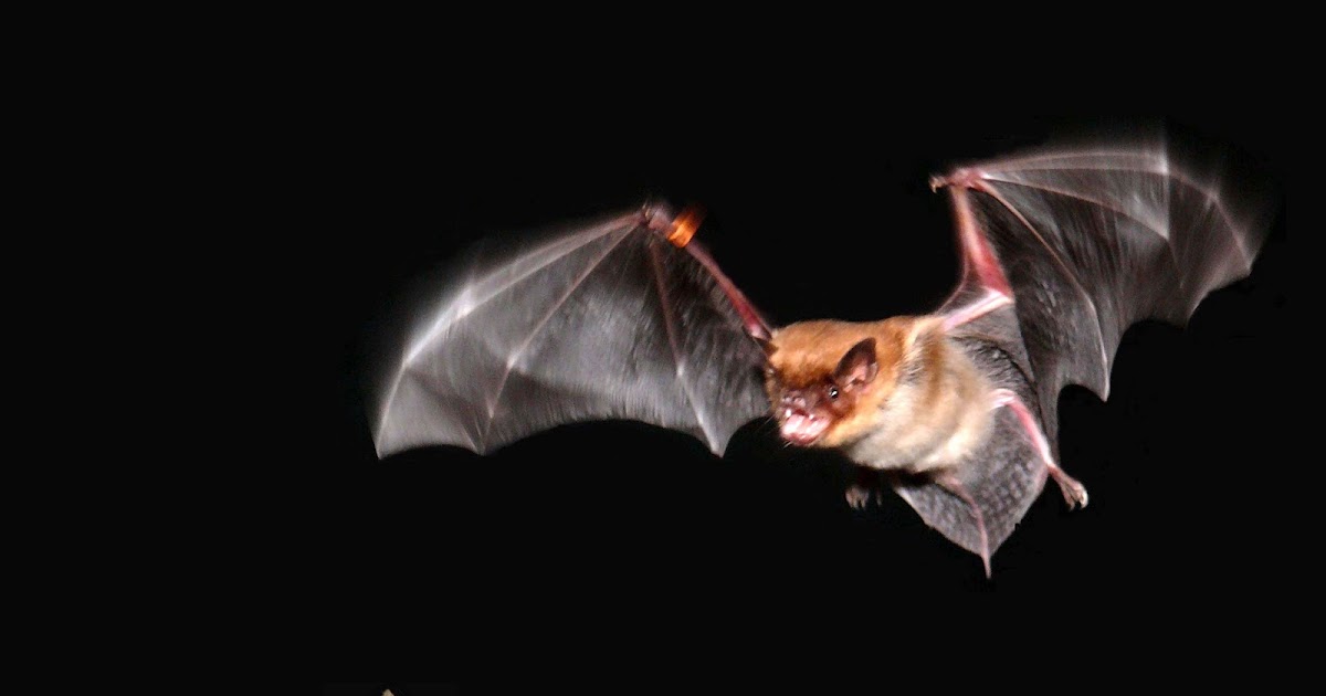 Environmental Science Portfolio Are Bats Attracted To Your Hair?