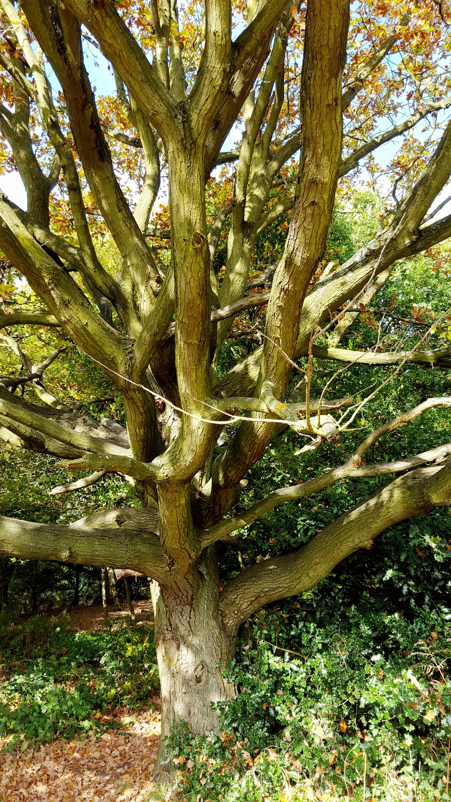 A Walk In Sherwood Forest: What I Wore A Walk In Sherwood Forest: What I Wore