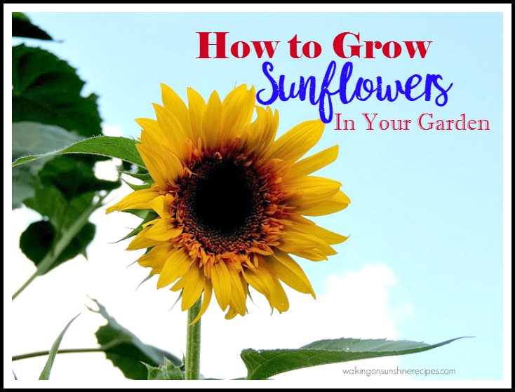 5 Tips on How to Grow Sunflowers in Your Garden Thursday's Tip