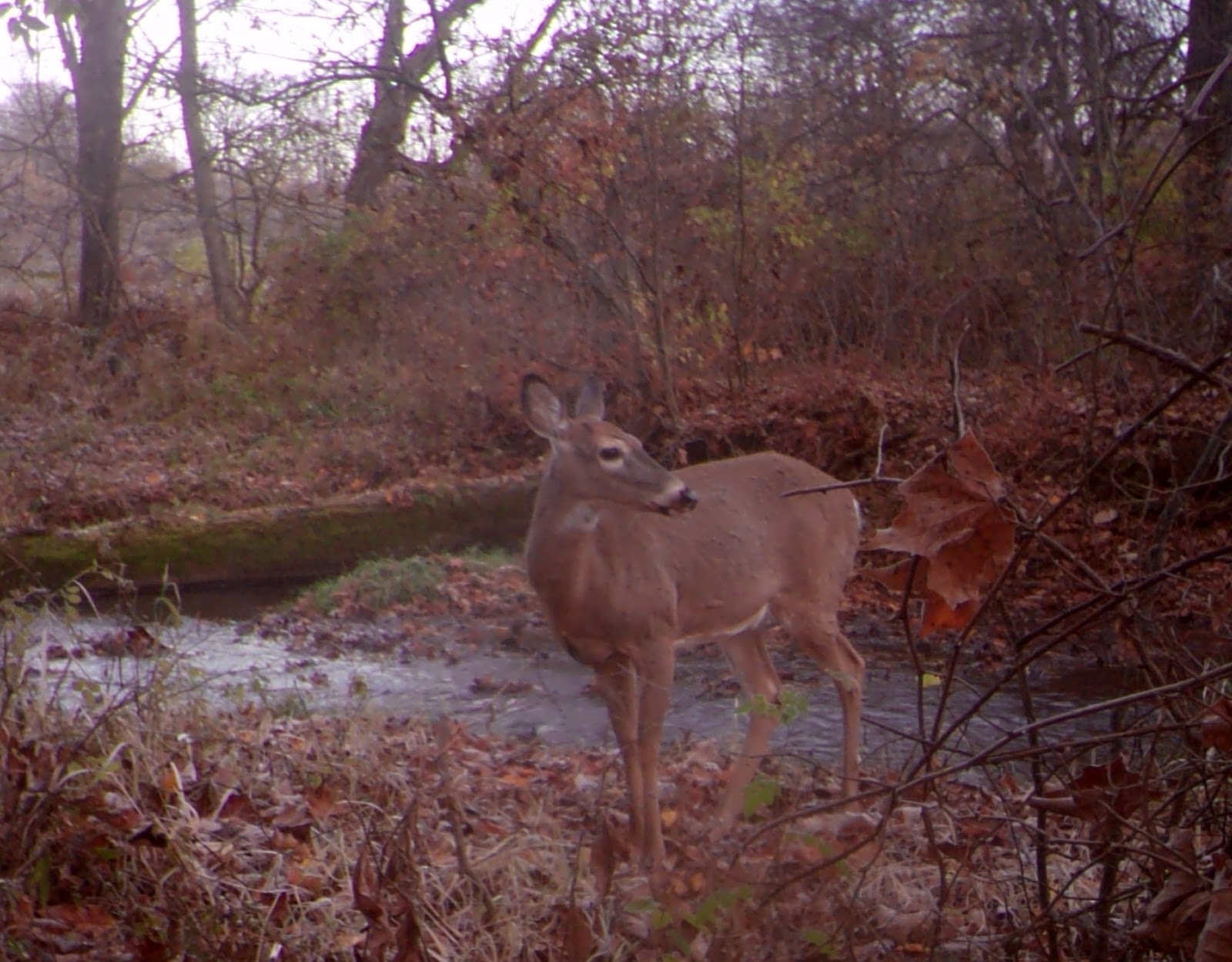 Central Pennsylvania Forestry The Science Behind the Whitetail Rut