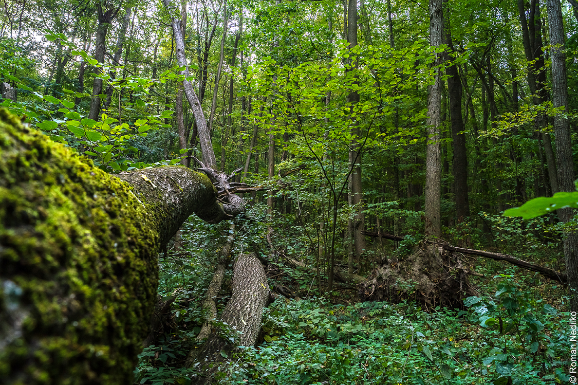 Лесной лесное ш 1. Территория в лесу. Fallen Tree.