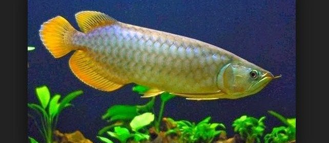 Jenis dan Nama Latin Ikan Arwana