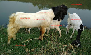 Cara Memilih Kambing Atau Domba Untuk Diternak