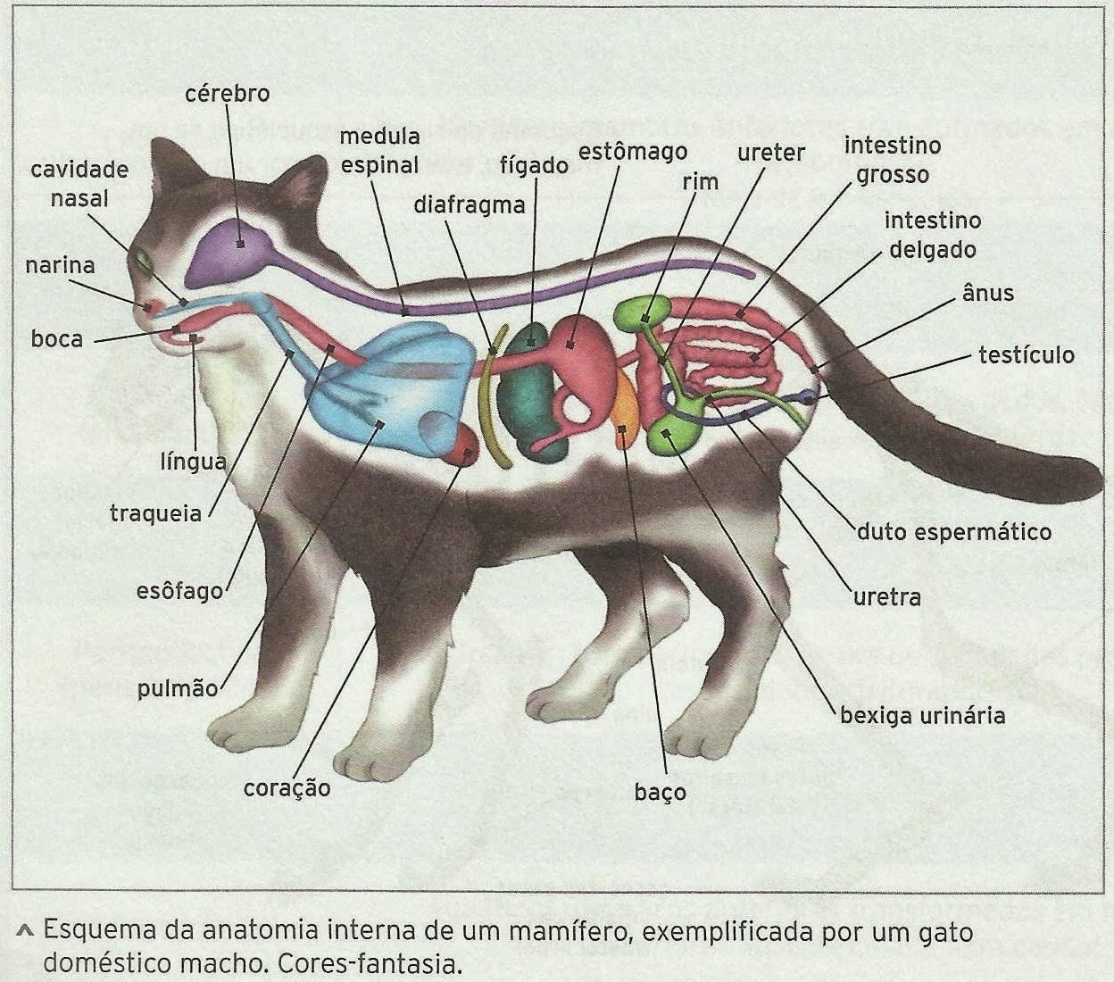 Anatomia De Los Mamiferos
