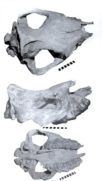 Peraceras skull