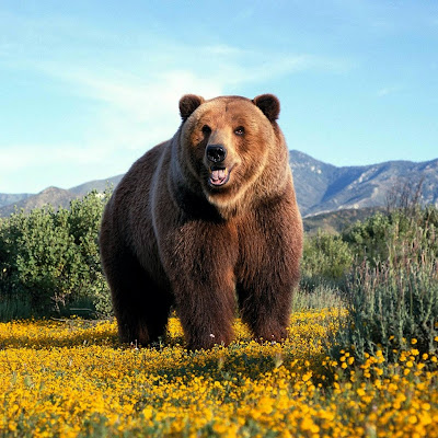 Amazing grizzly bear download free wallpapers for Apple iPad