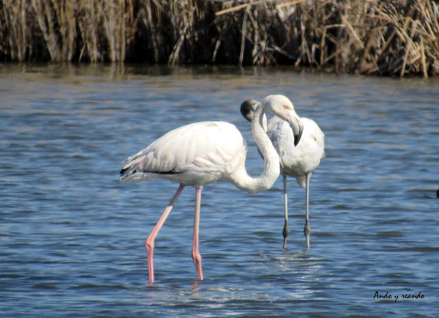 Flamencos en la laguna de Navaseca