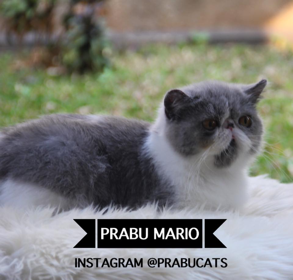 Prabu Cattery