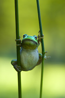 iPhoneZone: 20+ Most Beautiful Examples of Frog Wallpapers for iPhone