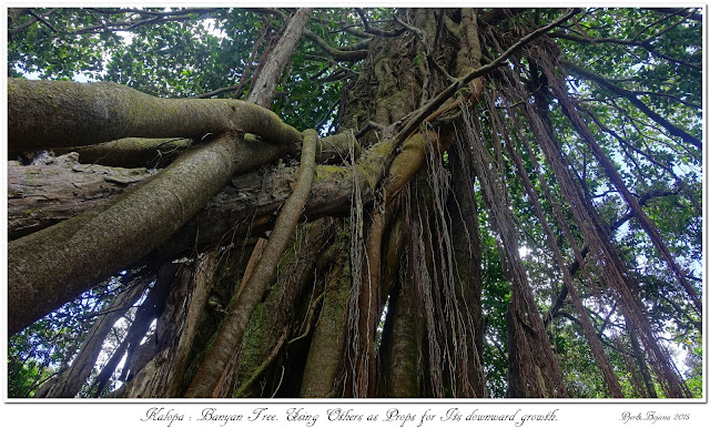Kalopa: Banyan Tree. Using Others as Props for Its downward growth.