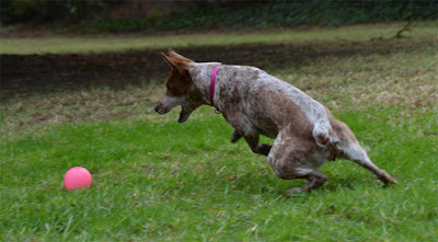 Australian cattle dog plays fetch