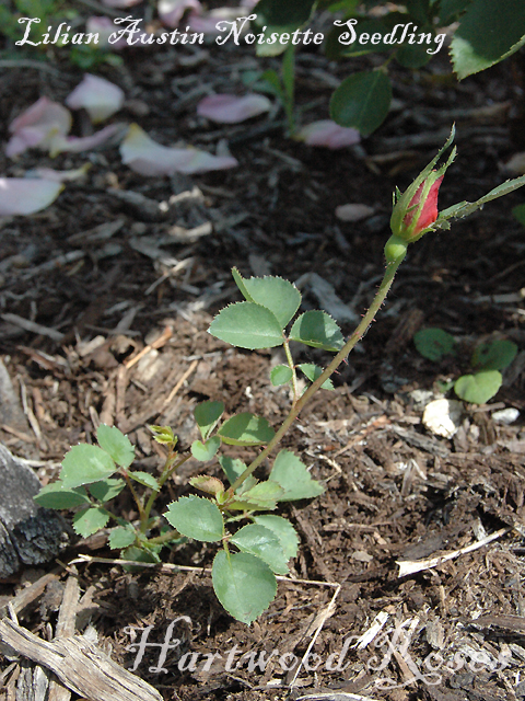 Hartwood Roses: A Chance Seedling