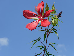 Star of Texas mallow