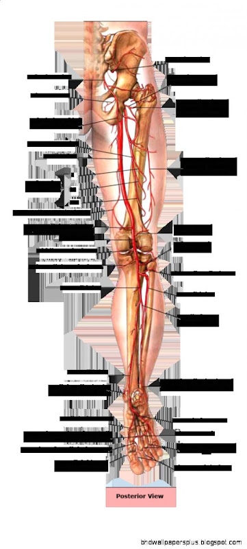 Human Anatomy Quiz  Wallpapers HD Desktop