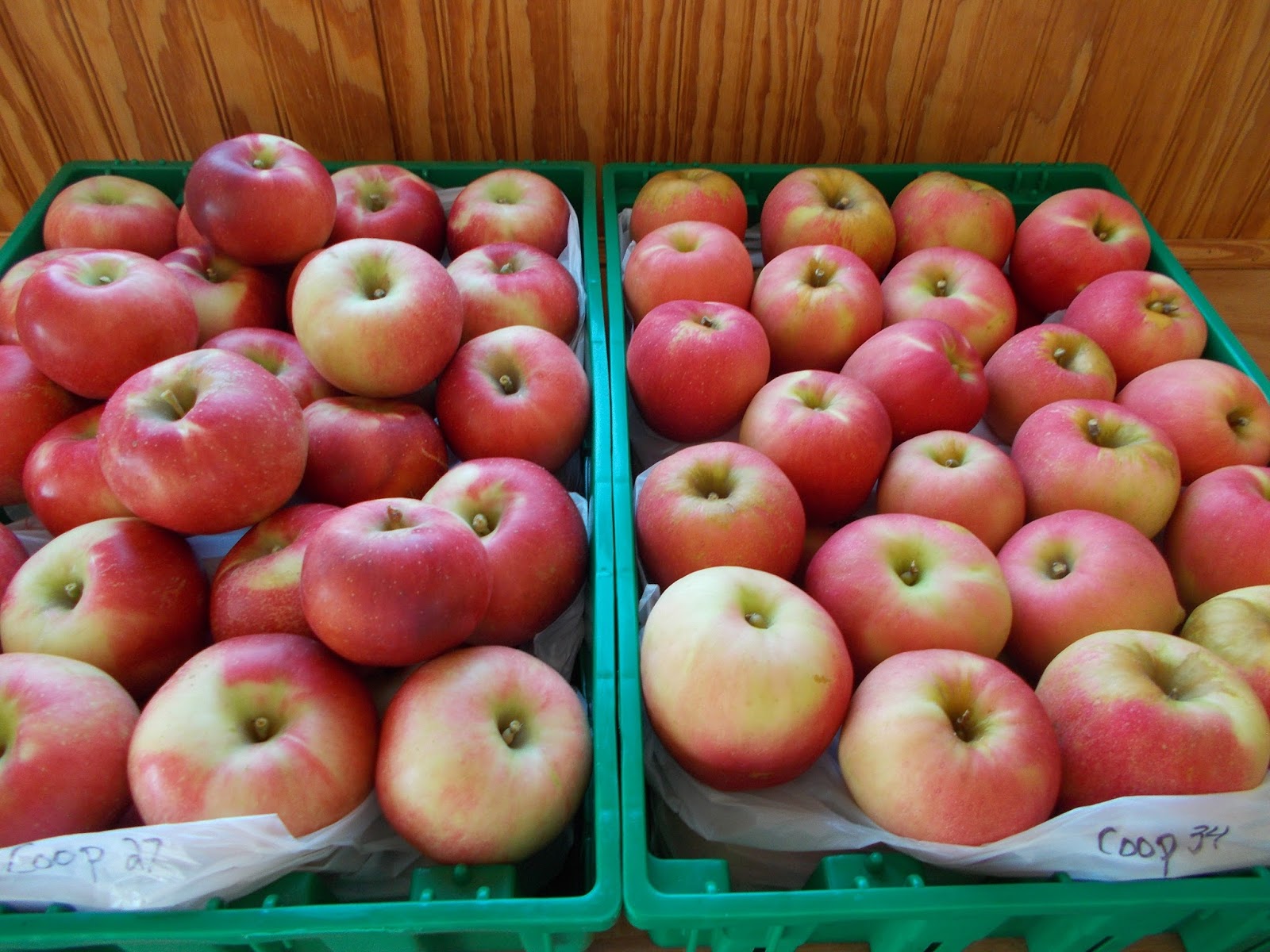 Brenda's Berries & Orchards Many Apples Ripe Now