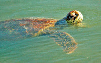 Green Sea Turtle