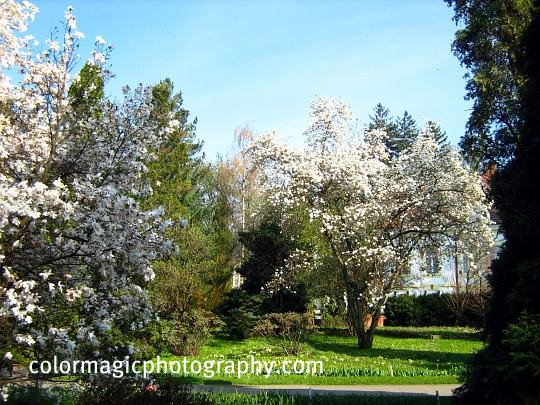 White flowering magnolia trees