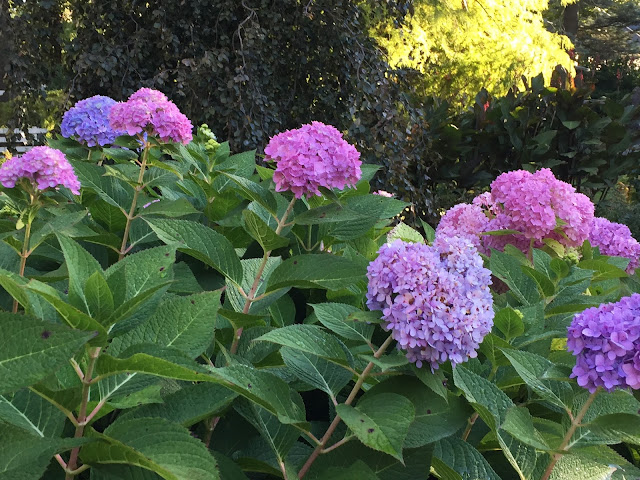 No Fail Tips For Turning Hydrangeas Blue