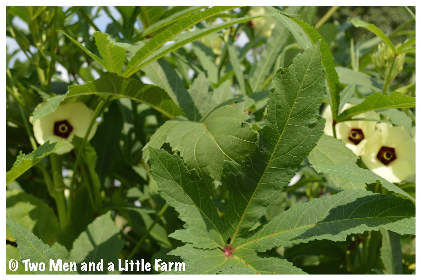 Two Men and a Little Farm OKRA FLOWERS