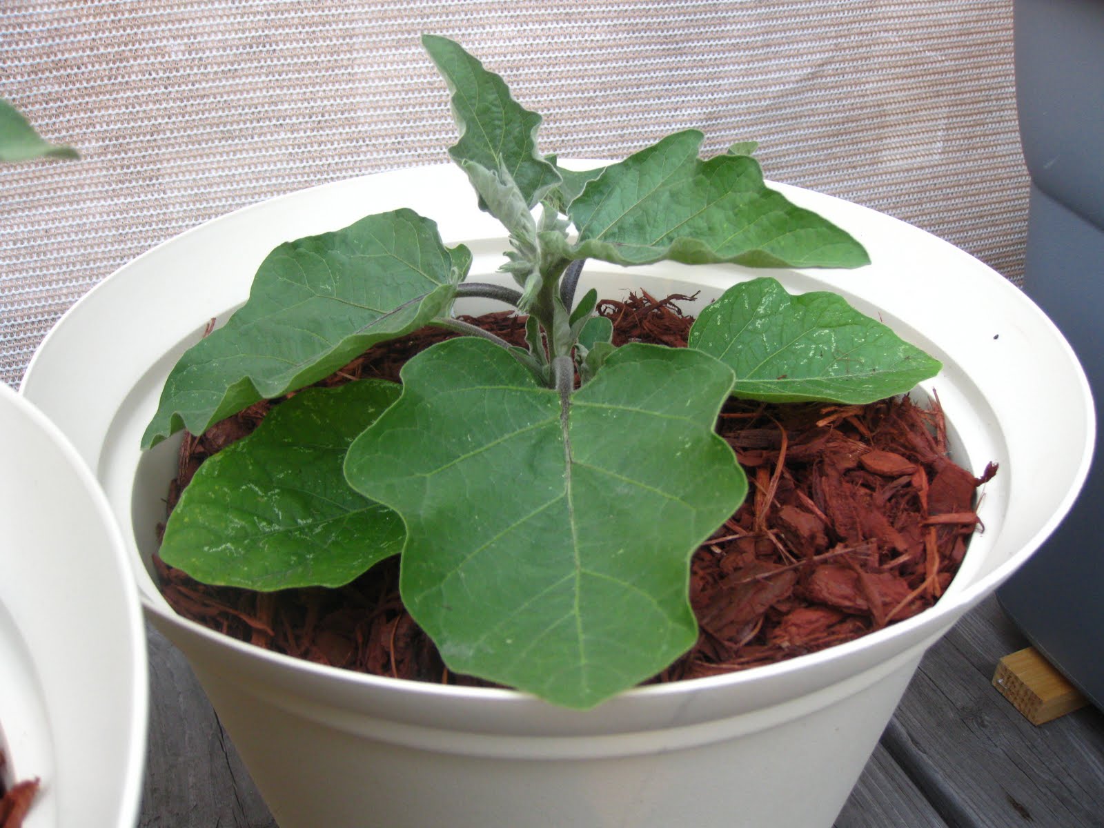 Charm city balcony garden Eggplants flowers are falling!!
