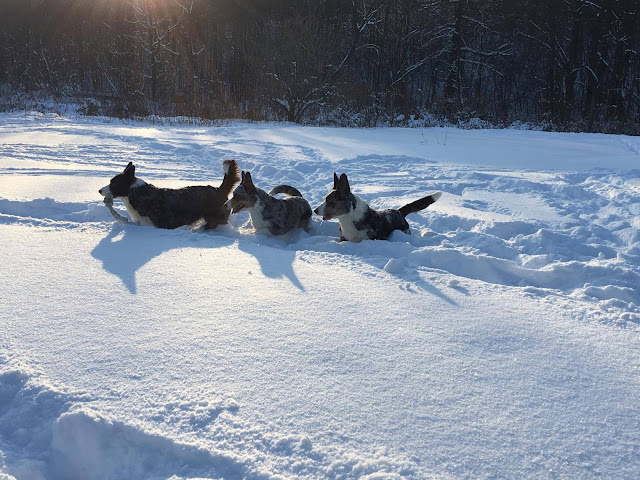 pies w górach, podróże z psem, karkonosze z psem
