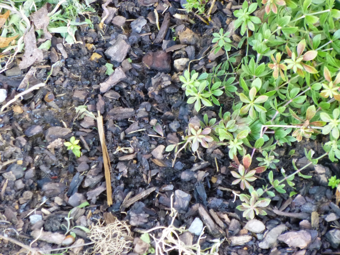 Garden of Aaron The January Garden Sweet Woodruff