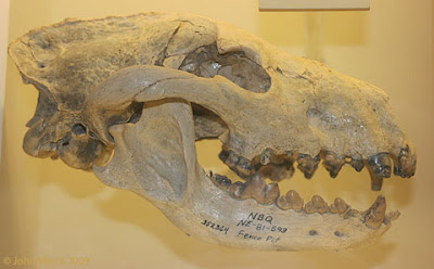 Aelurodon skull