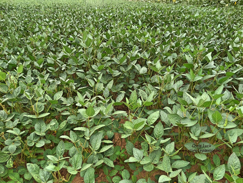 French wildlife and beekeeping Soya bean cultivation in France