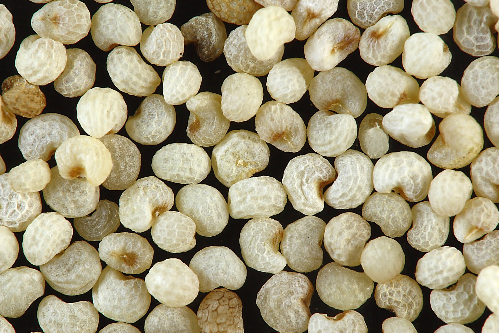 ఆహారము ఆరోగ్యము , Food & Health (Telugu) గసగసాలు , poppy seeds