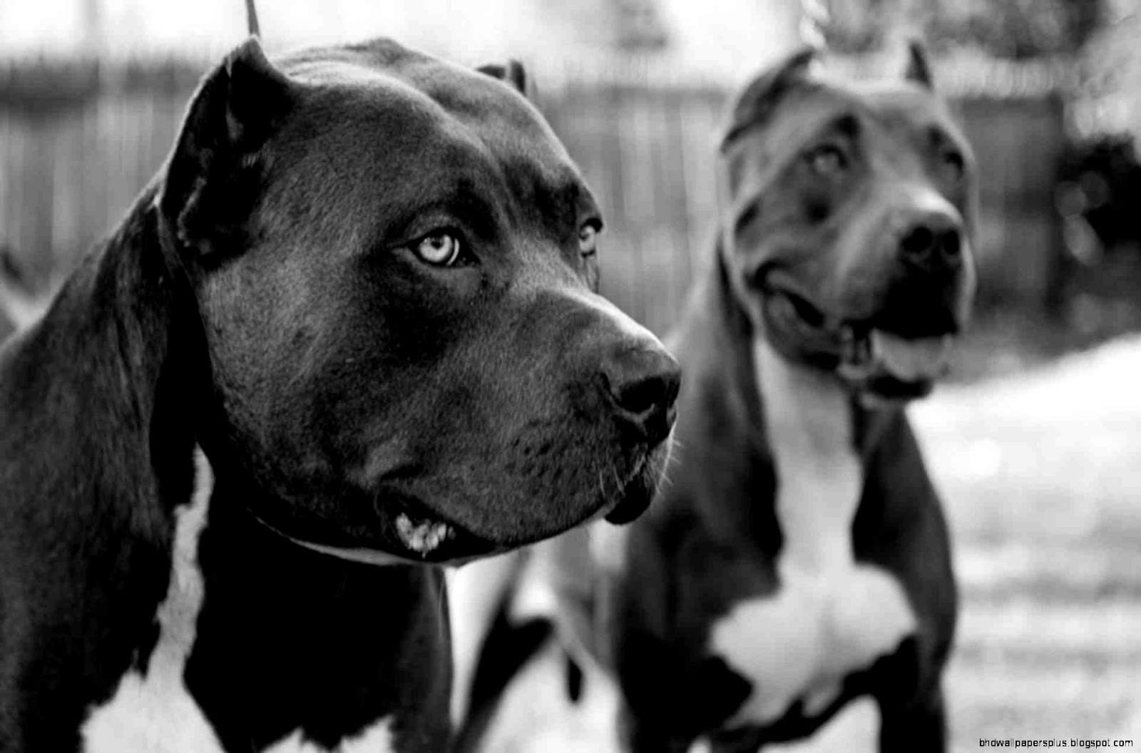 Black Pitbull Dogs