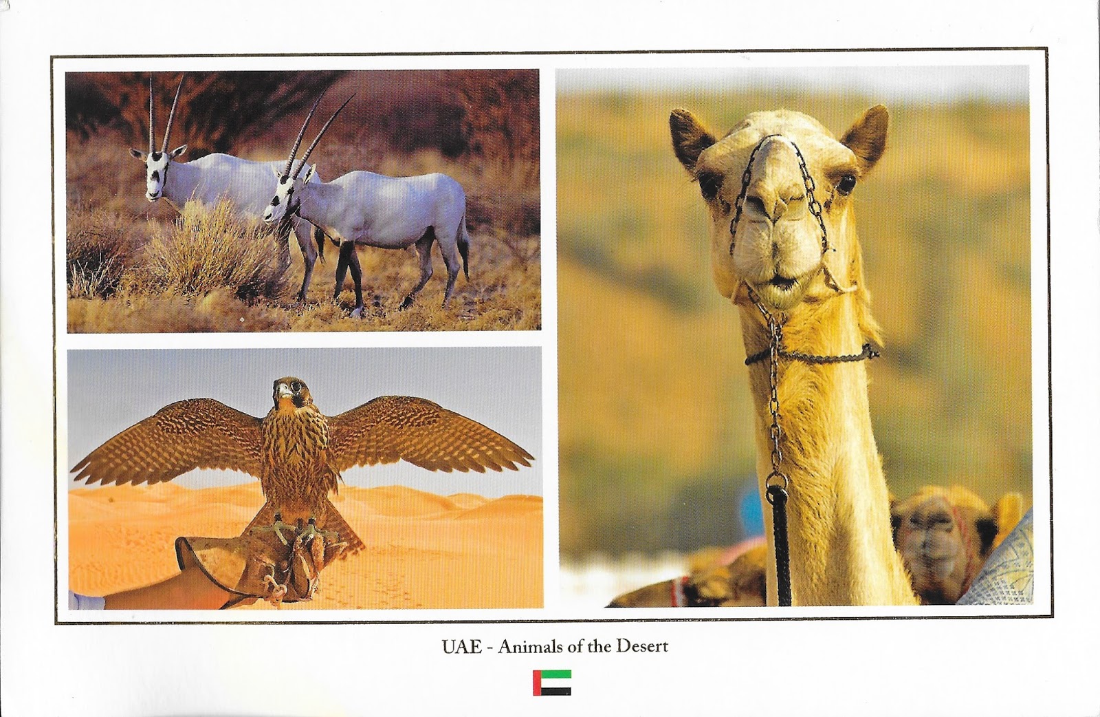 My postcard collection Animals of UAE