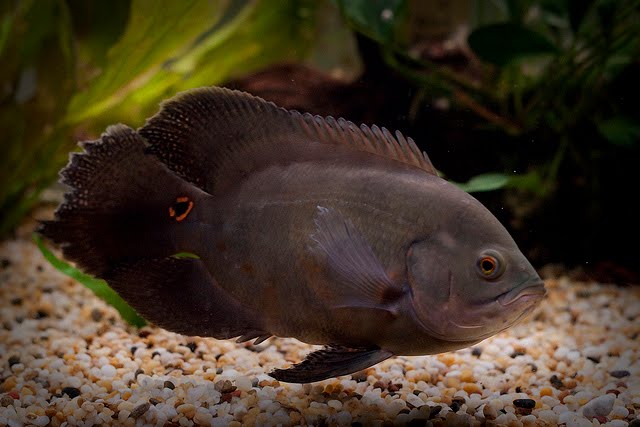 Klangenan Astronotus Ocellatus Oscar Fish