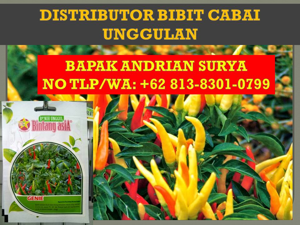 Benih Cabe Tanjung