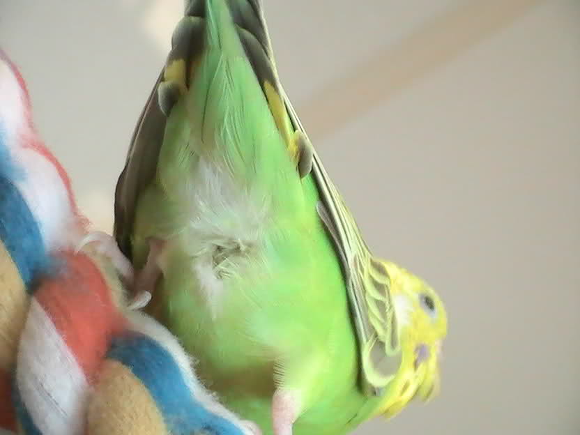 Budgies are Awesome Flight Suits part two