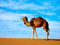 Camel animal hd wallpapers