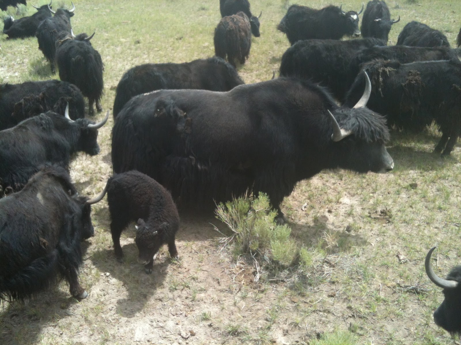 Casper Abroad: Can I Milk Your Yak?