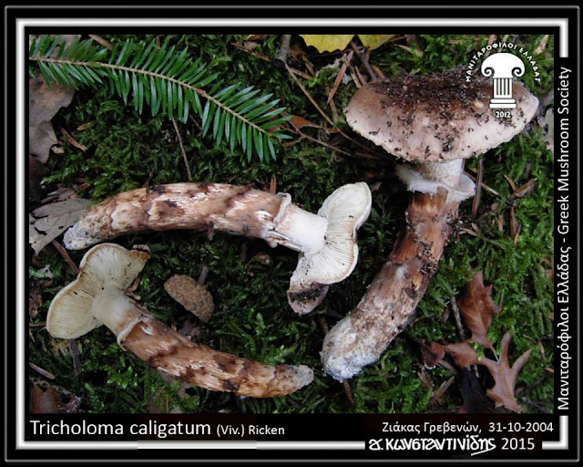 Tricholoma caligatum (Viv.) Ricken