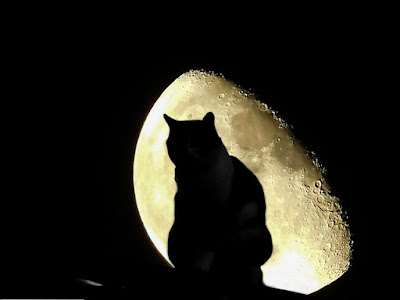 alt="silueta de gato frente a la luna"