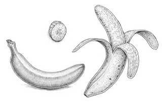 Sketsa Buah Pisang Sketsa Buah Pisang