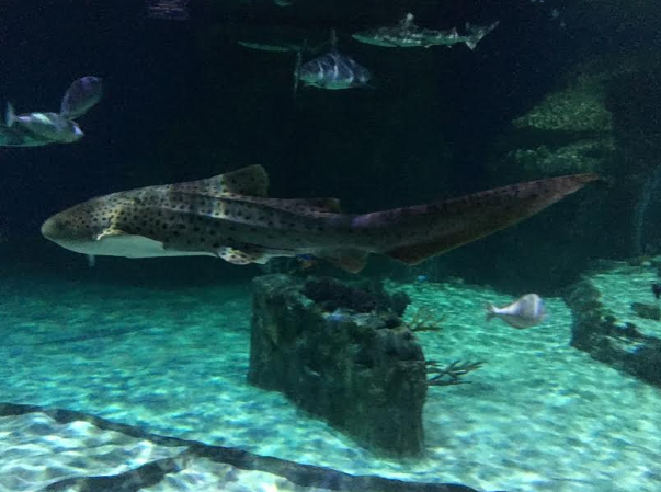 Robin's Great Coloring Pages: Leopard Shark