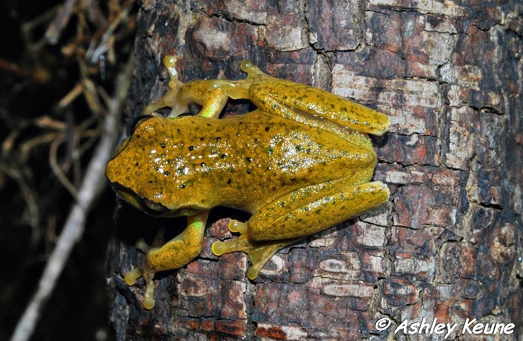 Australian Frogs Photography KEUNEA PHOTOGRAPHY Pearson's Green Tree