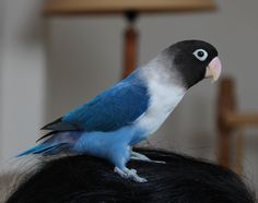 30+ Warna burung lovebird mangsi terbaru