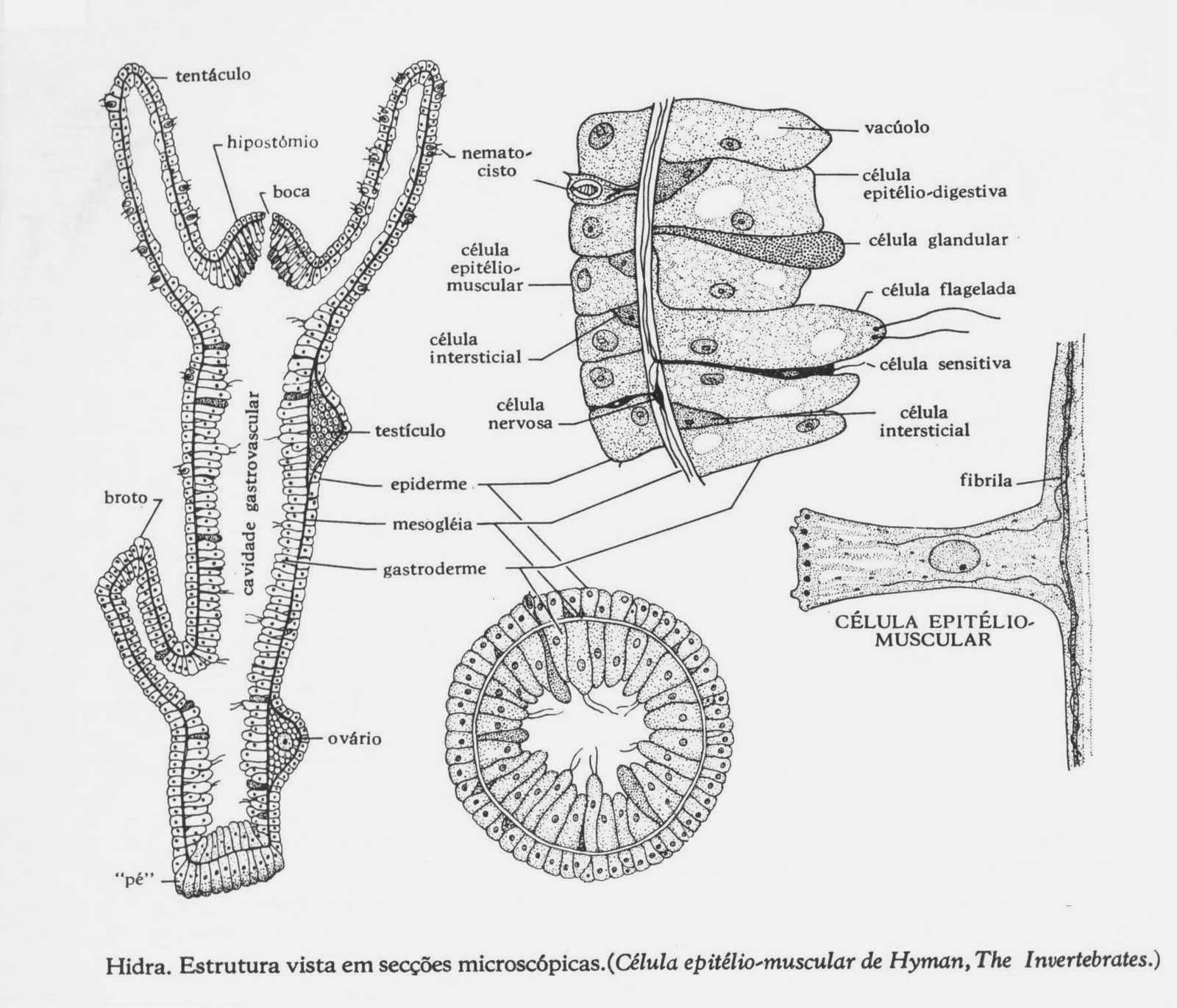 BioPelluza: Julho 2015