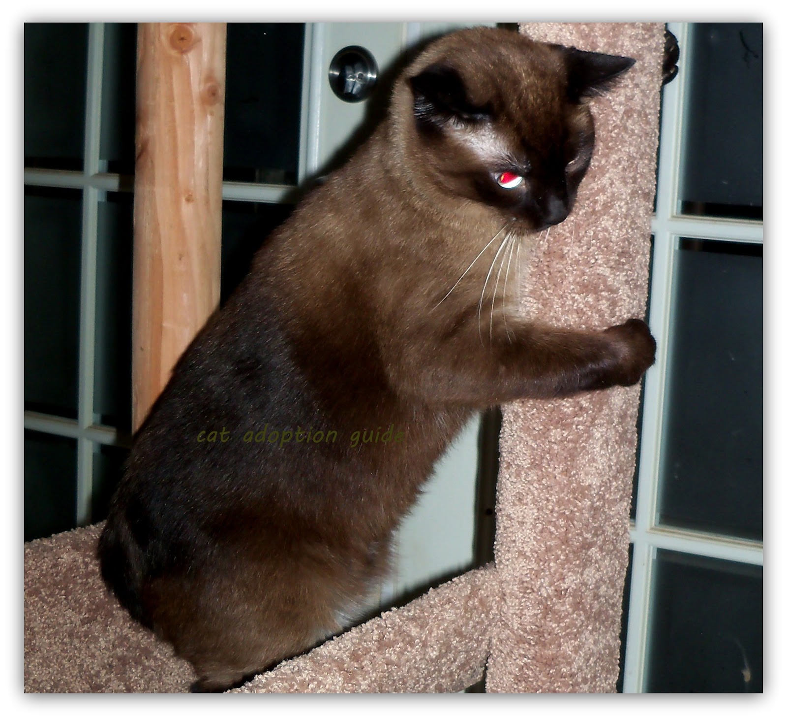 Cat Adoption Guide: Cat Trees at Chewy Product Review