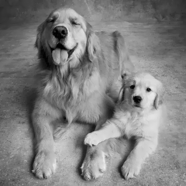 Cute dogs - part 11 (50 pics), black and white photo of golden retriever dog and puppy