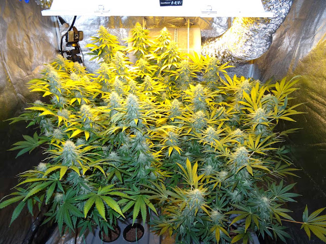 The advantages and disadvantages of using MH/HPS lights in the garden marijuana grow tent