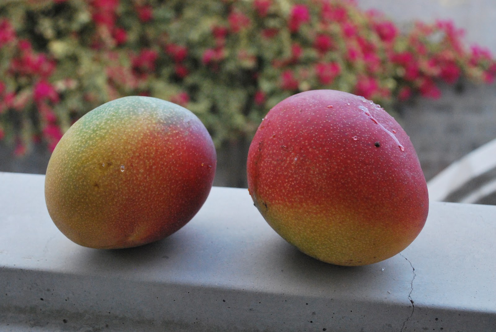 Humboldtina Venezuela Mango Mangifera indica Mango